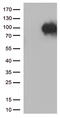 Sortilin 1 antibody, TA813064, Origene, Western Blot image 