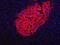 Human Pancreas Marker HPi2 antibody, MA5-16127, Invitrogen Antibodies, Immunofluorescence image 