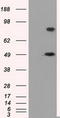 Proteasome 26S Subunit, ATPase 3 antibody, TA500930, Origene, Western Blot image 