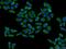Biliverdin Reductase A antibody, 10775-1-AP, Proteintech Group, Immunofluorescence image 