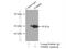 Steroid hormone receptor ERR2 antibody, 22644-1-AP, Proteintech Group, Immunoprecipitation image 