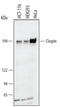 Claspin antibody, AF3310, R&D Systems, Western Blot image 