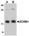 Zinc Finger CCHC-Type And RNA Binding Motif Containing 1 antibody, TA306800, Origene, Western Blot image 