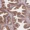 Cilia And Flagella Associated Protein 97 antibody, PA5-61973, Invitrogen Antibodies, Immunohistochemistry frozen image 