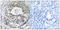 Ribosomal Protein S13 antibody, LS-C119641, Lifespan Biosciences, Immunohistochemistry paraffin image 