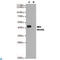 Wnt Family Member 5B antibody, LS-C813152, Lifespan Biosciences, Western Blot image 