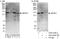 Zinc Finger And BTB Domain Containing 11 antibody, A303-239A, Bethyl Labs, Western Blot image 
