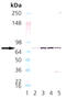 N-Ethylmaleimide Sensitive Factor, Vesicle Fusing ATPase antibody, ADI-VAM-SV020-F, Enzo Life Sciences, Western Blot image 