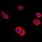 Mucin 16, Cell Surface Associated antibody, orb256698, Biorbyt, Immunofluorescence image 
