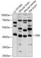 Protein DEK antibody, 19-933, ProSci, Western Blot image 