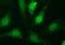 Serpin Family B Member 3 antibody, LS-C338338, Lifespan Biosciences, Immunofluorescence image 