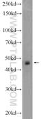 Aurora Kinase A antibody, 10297-1-AP, Proteintech Group, Western Blot image 