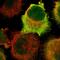 Cyclin Dependent Kinase 1 antibody, HPA003387, Atlas Antibodies, Immunocytochemistry image 