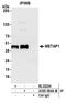 Methionine aminopeptidase 1 antibody, A305-584A-M, Bethyl Labs, Immunoprecipitation image 