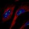 NOP53 Ribosome Biogenesis Factor antibody, HPA049600, Atlas Antibodies, Immunofluorescence image 