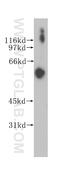 Peroxisomal Biogenesis Factor 14 antibody, 10594-1-AP, Proteintech Group, Western Blot image 