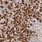 Malate dehydrogenase, cytoplasmic antibody, HPA027296, Atlas Antibodies, Immunohistochemistry frozen image 