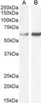 ADAMTS-like protein 2 antibody, 45-158, ProSci, Enzyme Linked Immunosorbent Assay image 