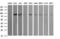 Ubiquitin carboxyl-terminal hydrolase 16 antibody, TA505771AM, Origene, Western Blot image 