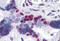 Musashi RNA Binding Protein 1 antibody, MBS245686, MyBioSource, Immunohistochemistry frozen image 