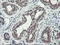 DNA excision repair protein ERCC-1 antibody, LS-C796672, Lifespan Biosciences, Immunohistochemistry paraffin image 
