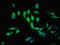 C1GALT1-specific chaperone 1 antibody, LS-C675435, Lifespan Biosciences, Immunofluorescence image 