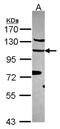 Elongation Factor Tu GTP Binding Domain Containing 2 antibody, NBP2-16282, Novus Biologicals, Western Blot image 
