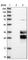 Clarin 3 antibody, HPA014482, Atlas Antibodies, Western Blot image 