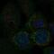 Mitochondrial Fission Process 1 antibody, NBP2-57803, Novus Biologicals, Immunofluorescence image 