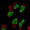 Phospholipid Phosphatase Related 1 antibody, HPA014760, Atlas Antibodies, Immunofluorescence image 