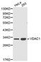 Voltage Dependent Anion Channel 1 antibody, abx127079, Abbexa, Western Blot image 