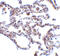 TRAF3 Interacting Protein 2 antibody, 2501, ProSci, Immunohistochemistry frozen image 