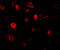SLIT and NTRK-like protein 4 antibody, 4483, ProSci, Immunofluorescence image 