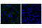 Cadherin 11 antibody, 13577S, Cell Signaling Technology, Immunocytochemistry image 