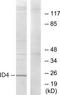 DNA-binding protein inhibitor ID-4 antibody, TA314050, Origene, Western Blot image 