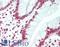 Histone H2B antibody, LS-B12489, Lifespan Biosciences, Immunohistochemistry paraffin image 