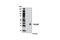 PDZ and LIM domain protein 2 antibody, 8144S, Cell Signaling Technology, Western Blot image 