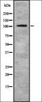 hPrt1 antibody, orb337269, Biorbyt, Western Blot image 