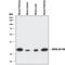 V-Set Domain Containing T Cell Activation Inhibitor 1 antibody, MAB70051, R&D Systems, Western Blot image 