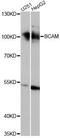BCAM antibody, LS-C749730, Lifespan Biosciences, Western Blot image 