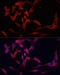 Yes Associated Protein 1 antibody, 13-966, ProSci, Immunofluorescence image 
