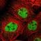Myomesin 1 antibody, NBP1-86460, Novus Biologicals, Immunofluorescence image 