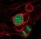 Histone H3 antibody, PA5-17360, Invitrogen Antibodies, Immunofluorescence image 