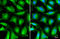 Bridging Integrator 1 antibody, GTX103259, GeneTex, Immunofluorescence image 