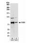 Fragile X mental retardation syndrome-related protein 1 antibody, NBP2-22246, Novus Biologicals, Western Blot image 