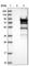 Protein kinase C delta type antibody, HPA001890, Atlas Antibodies, Western Blot image 