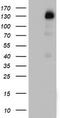 Progesterone Receptor antibody, TA802714AM, Origene, Western Blot image 
