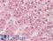 DRF3 antibody, LS-B8892, Lifespan Biosciences, Immunohistochemistry frozen image 