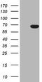 Centrosomal Protein 63 antibody, TA809290, Origene, Western Blot image 