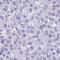 Lipocalin 15 antibody, NBP2-32557, Novus Biologicals, Immunohistochemistry frozen image 